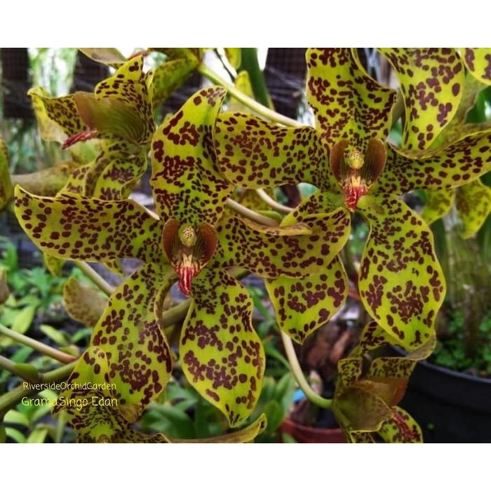 TERLARIS Seedling Anggrek Grammatophyllum Singo Edan Red READY STOCK