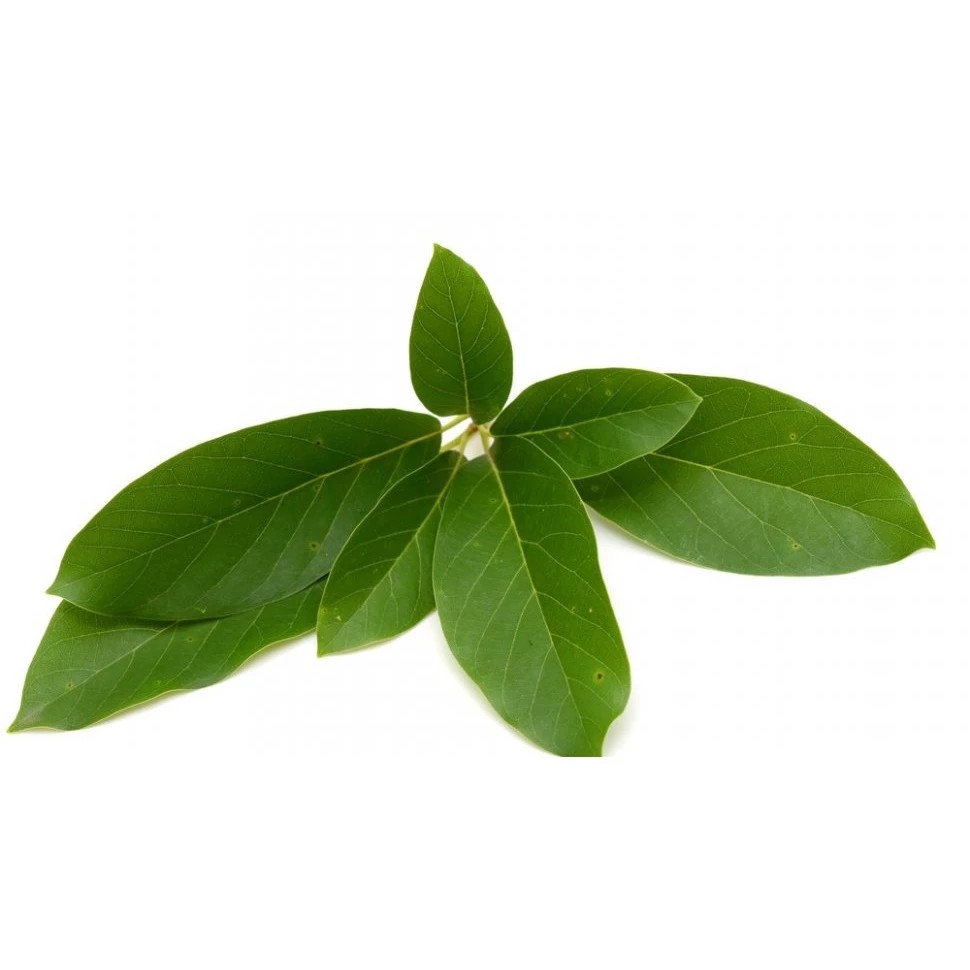 

daun alpukat segar obat herbal