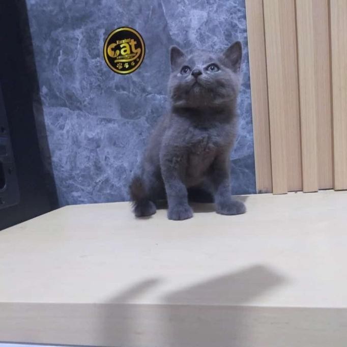 kucing british short hair bsh abu