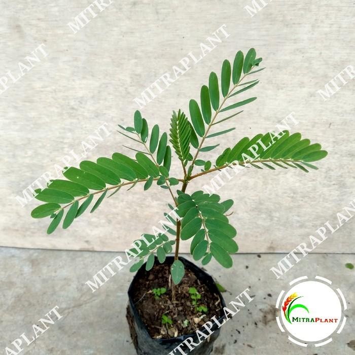 (Allthebest) Bibit Tanaman Bunga Turi Putih - Pohon Kembang Turi Putih - Herbal