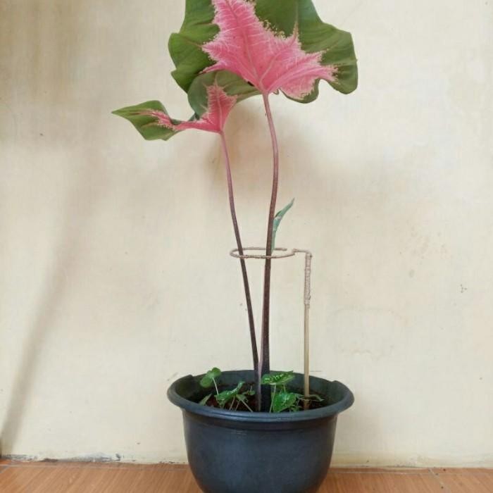 (Allthebest) Turus Keladi Penyangga Tanaman Keladi