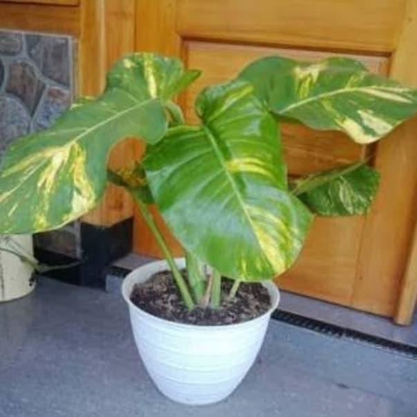 (Allthebest) tanaman sirih gading giant/sirih gading daun besar/sirih gading jumbo