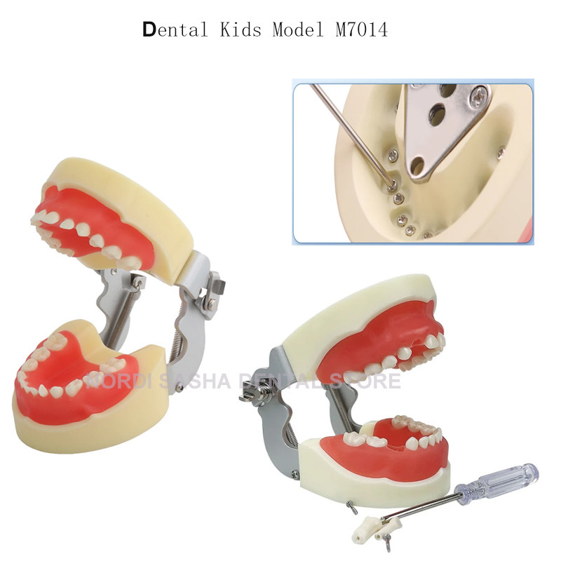 Dental Pediatric Standard Teeth Model Typodont Teaching Model M7014 Demonstration Jaw Teeth Typodont