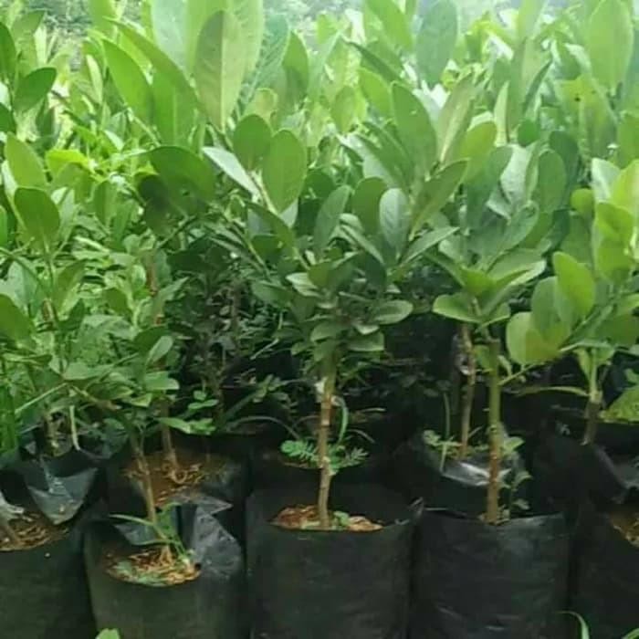 Bibit Tanaman Pohon Jeruk Lemon lokal