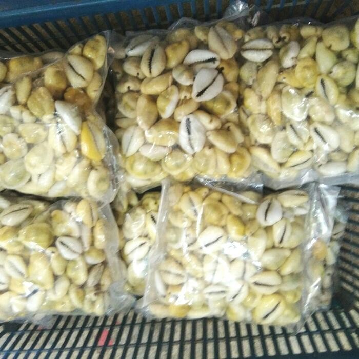 BIJI CONGKLAK KERANG ASLI WARNA KUNING ISI 100 PCS PER BUNGKUS KODE 304