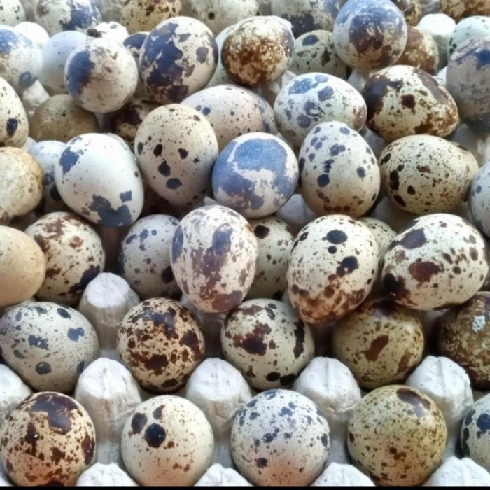 

(Allthebest) Telur Puyuh Mentah