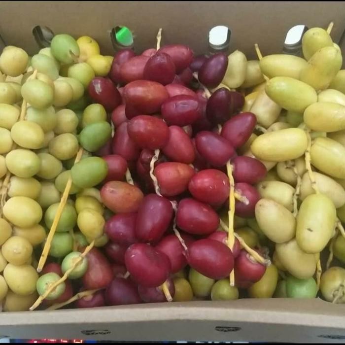 

TERLARIS Kurma Muda Fresh Promil 500gr / kurma Muda Segar READY STOCK