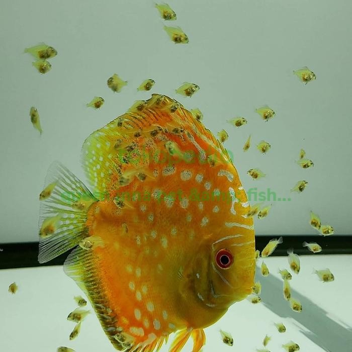 Burayak Discus 10 Ekor - Anakan Ikan Discus -Gratisongkir