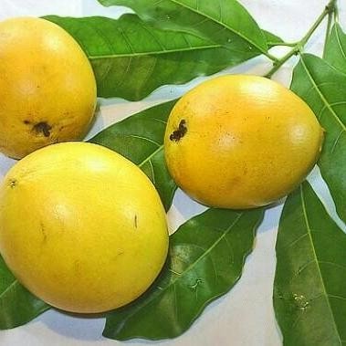 

TERMURAH Buah abiu segar Sawo Australia READY STOCK