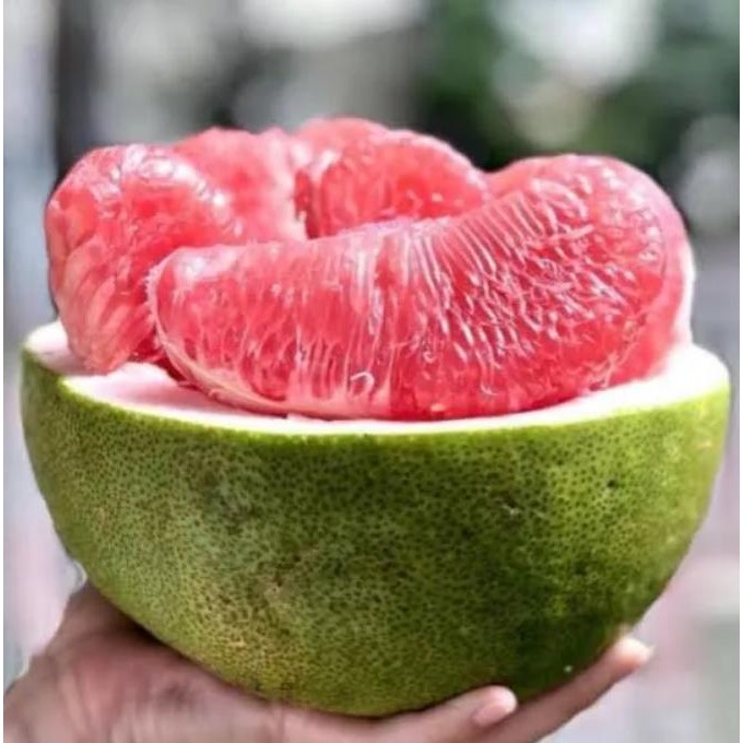 

ASLI JERUK BALI PREMIUM GRADE SUPER 1 BUAH READY STOCK