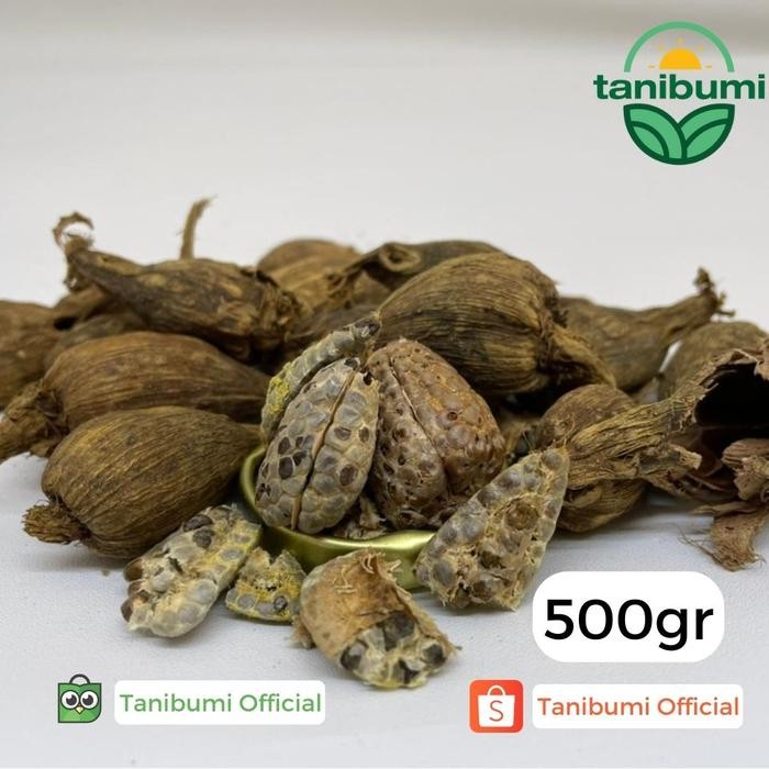 

Kapulaga Hitam Super Premium Impor 500g Black Cardamom