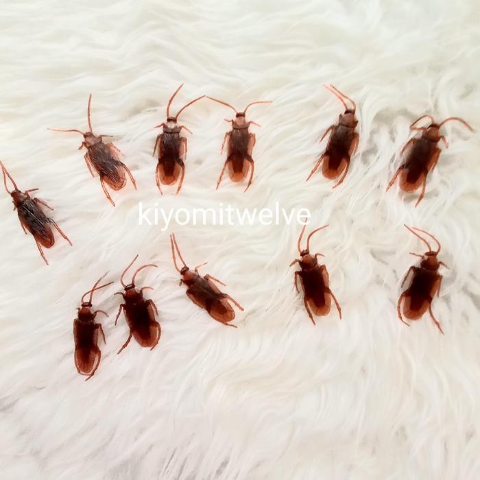 Mainan Kucing Kecoa Palsu Kecoak Karet Prank Toy Kecoa Mainan Kode 1219