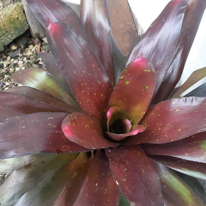 Pohon Bromelia Red/ Bromelia Merah Jumbo