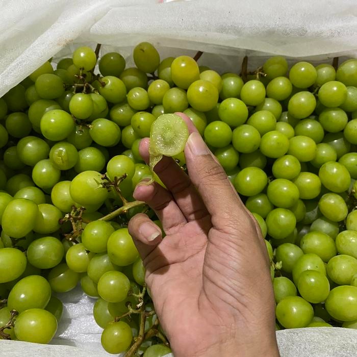 

ORIGINAL Anggur Muscat Curah Jaminan Manis 1kg READY STOCK