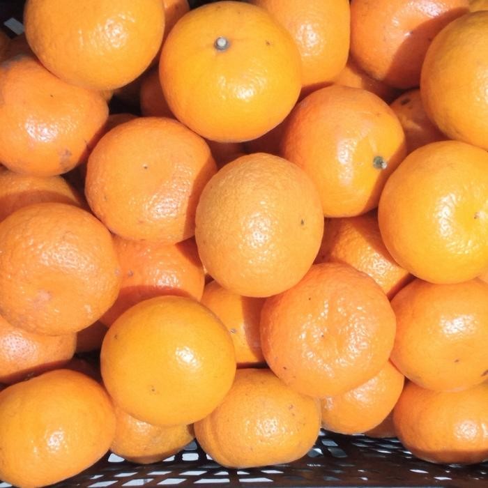 

ASLI BUAH JERUK MURCOT MESIR /JERUK KUPAS MANIS PER 1KG READY STOCK