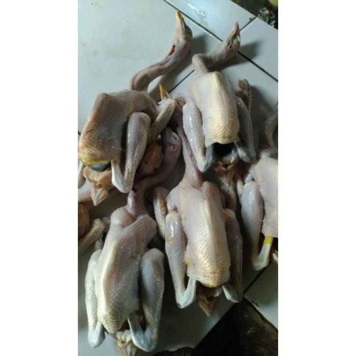 

(Allthebest) AYAM KAMPUNG SMALL 600-650 gr