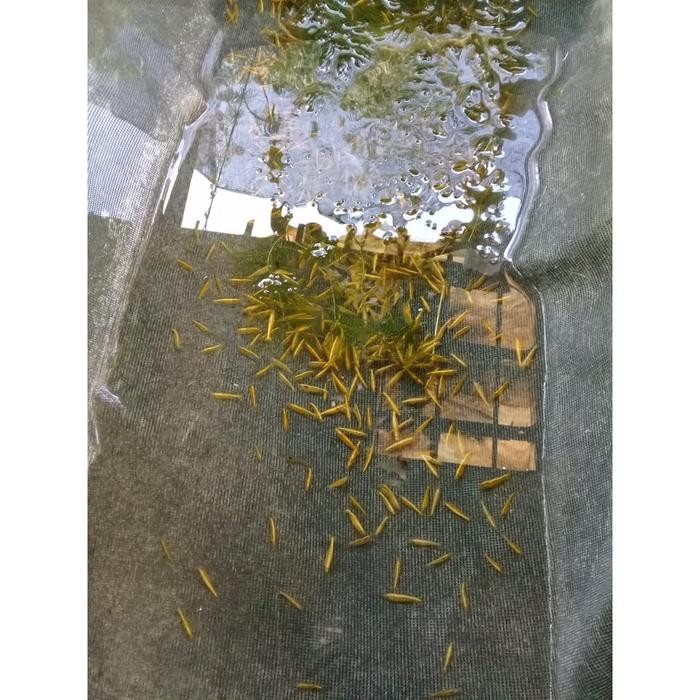 

Udang Yelow/Yellow Shrimp