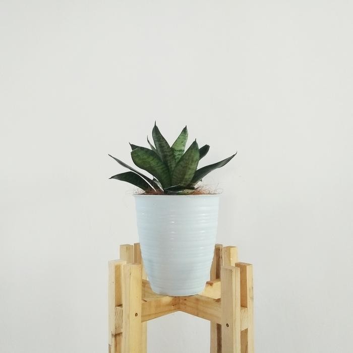 Tanaman lidah mertua mini (Sansiviera trifasciata Hahnii) + pot tawon