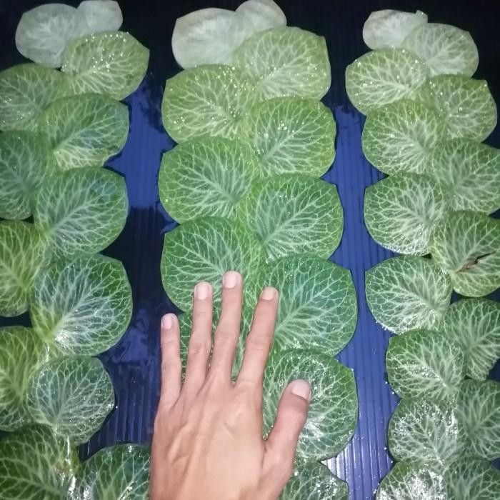 Rhaphidophora Cryptantha, Bukan Monstera Dubia, Piper Clypeatum