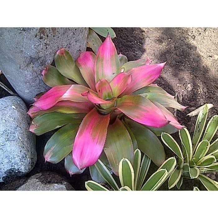 Tanaman hias bromelia giant lipstik radkde 7977qn