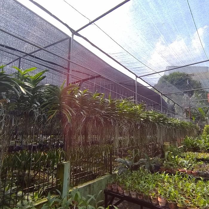 anggrek vanda spike knop warna acak