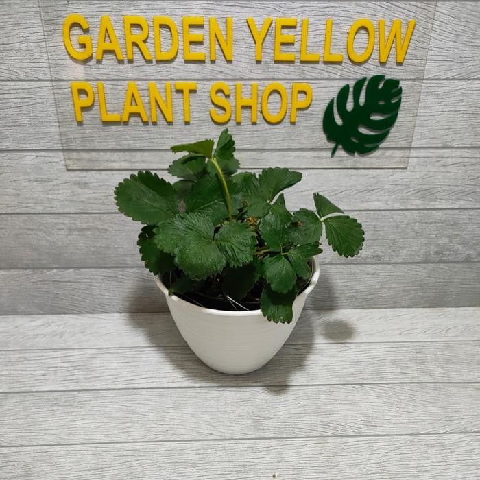 TANAMAN BUAH STRAWBERRY / MURAH + POT
