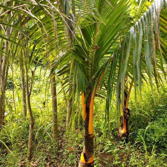 pohon kelapa gading kelapa kuning