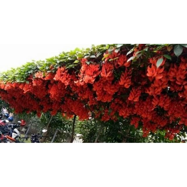 Bibit flame of irian merah api dan hijou toska..