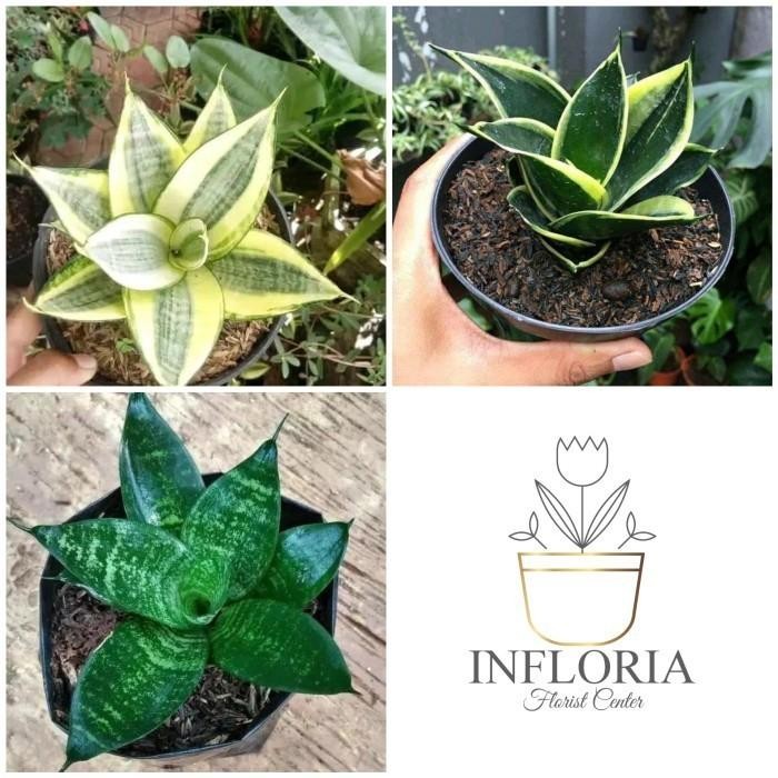 Paket Sansivera Mini - Lidah Mertua Mini 3 Jenis