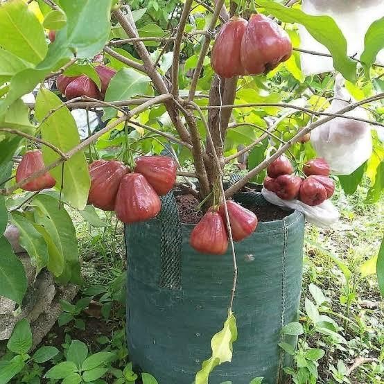 bibit Jambu Dalhari Buah dalhari pohon jambu dalhari hasil okulasi
