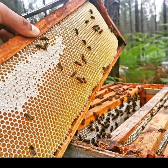 

madu sarang asli 250 gram organik alami Rendah gula honey herbal Asam Manis Kental