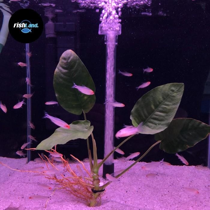 (Allthebest) Ikan Hias Red Nose Tetra / Aquascape / Hiasan Aquarium / Air Tawar