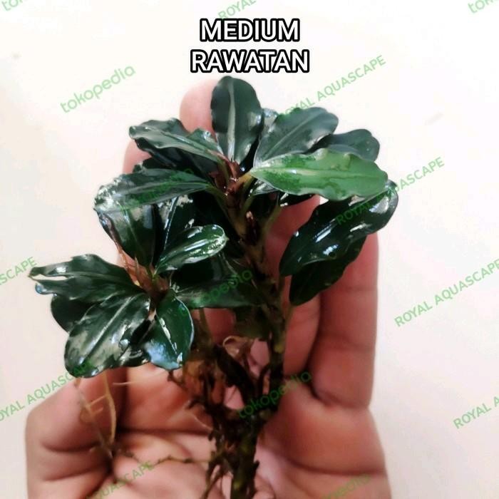 (Allthebest) Buce / Bucephalandra Sp Mini