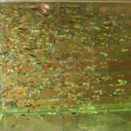 (Allthebest) ikan guppy cendolan murah