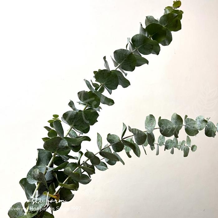 Daun Eucalyptus Silver Dollar Import Dekorasi, Fresh Eucalyptus Leaf