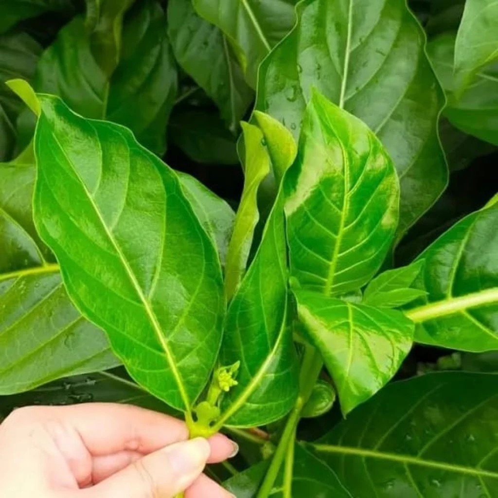 

Daun Mengkudu/Daun Pace