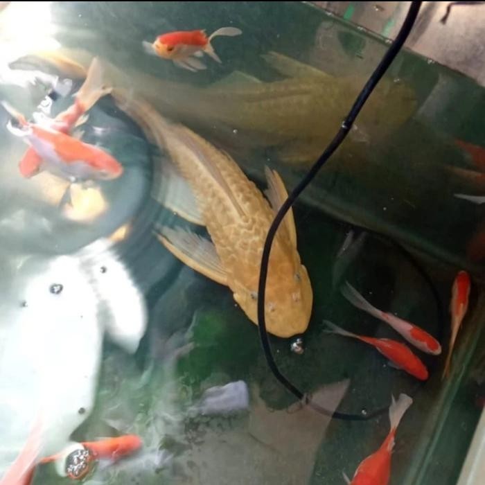 Ikan Sapu" Albino Jumbo Size +/- 35 Cm Up