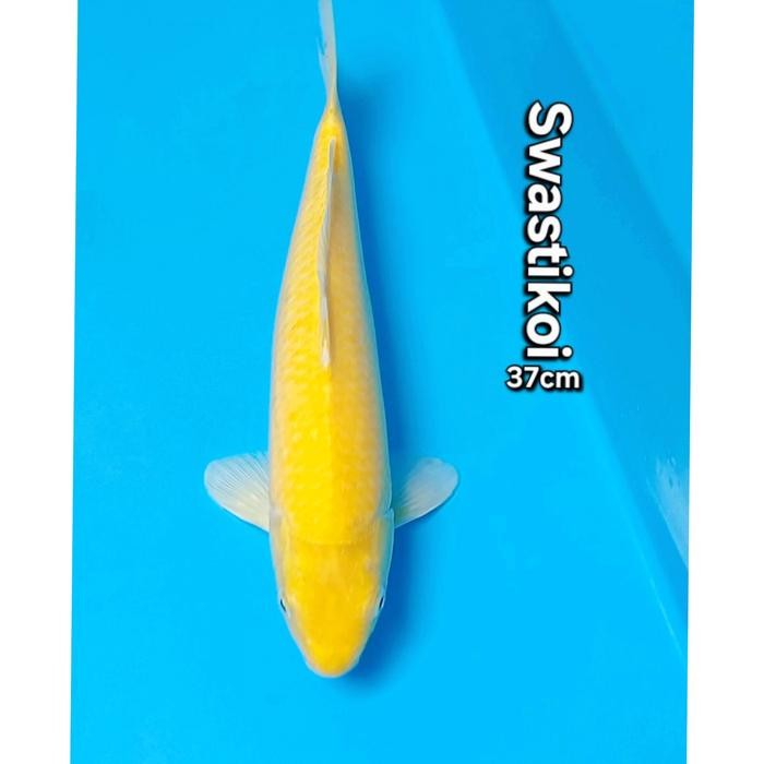 Ikan Koi Blitar Jumbo Karasi 37Cm