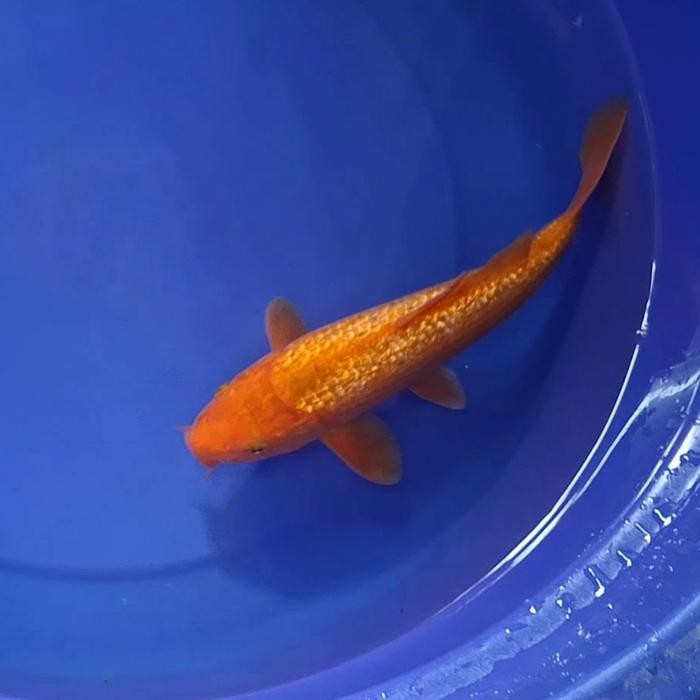 Ikan Koi Blitar Jenis Chagoi / Rumah Koi Jakarta / Kode 005