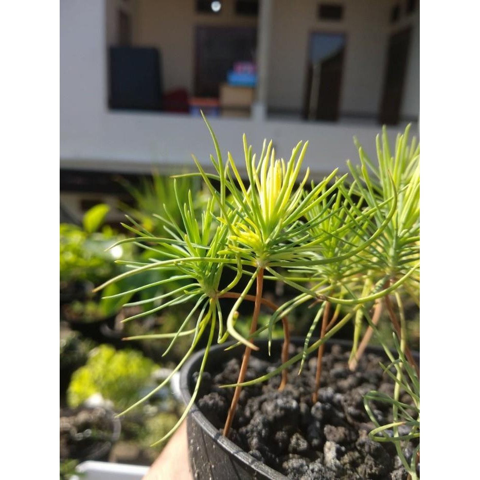 (Allthebest) Biji Bonsai Japanese Black Pine PREMIUM