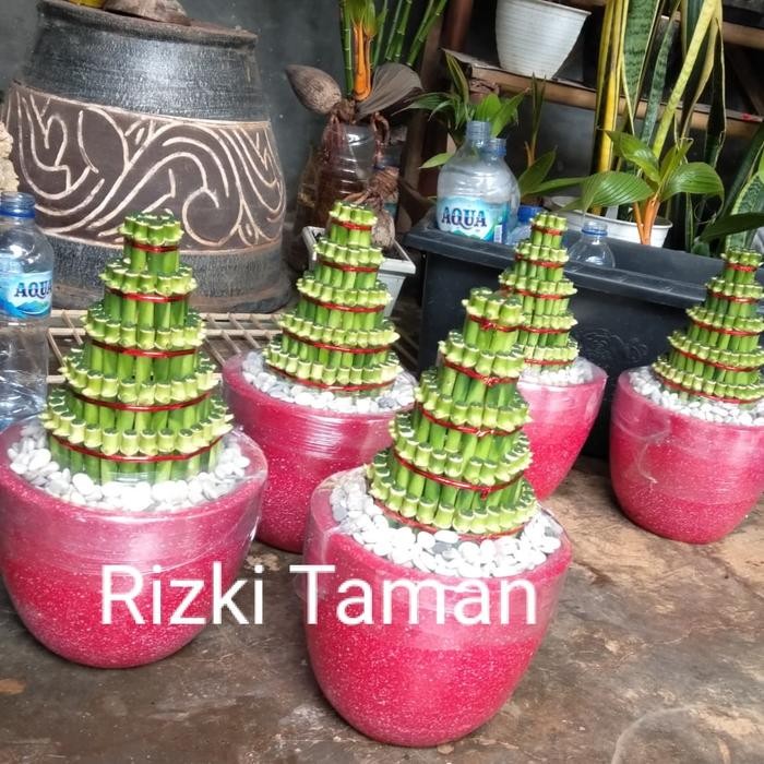 Paket hemat lucky bamboo bambu hoki vas keramik media hidrogel