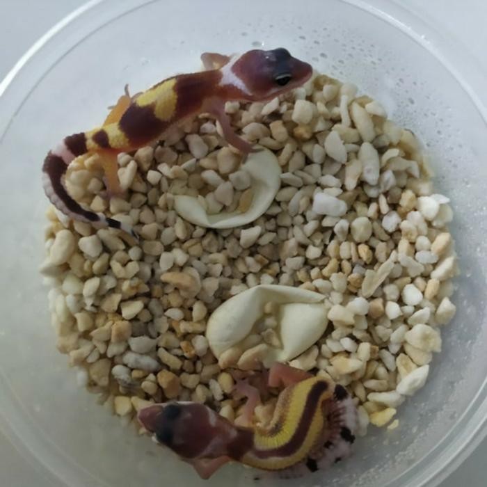 Perlite 1kg (media tanam/media penetasan telur reptile/kura/gecko)