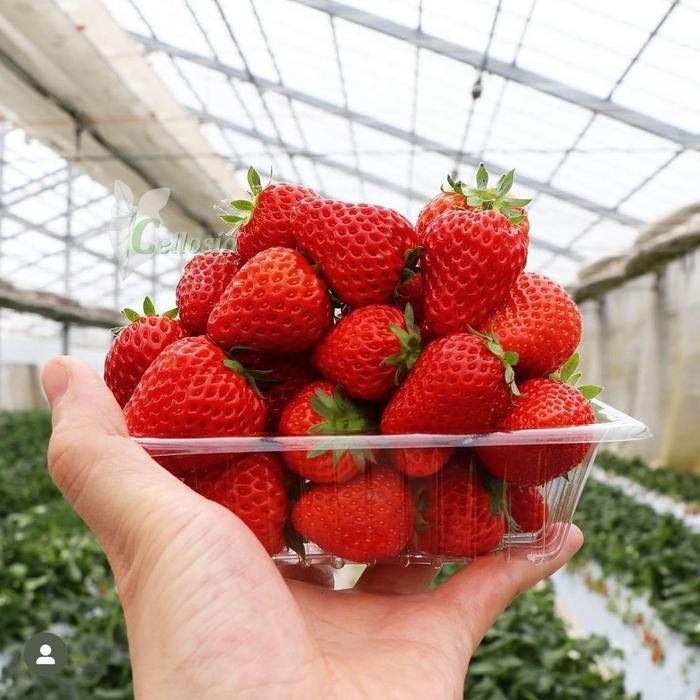 BIBIT TANAMAN BUAH STROBERI JUMBO STROBERI CALIFORNIA CEPAT BERBUAH