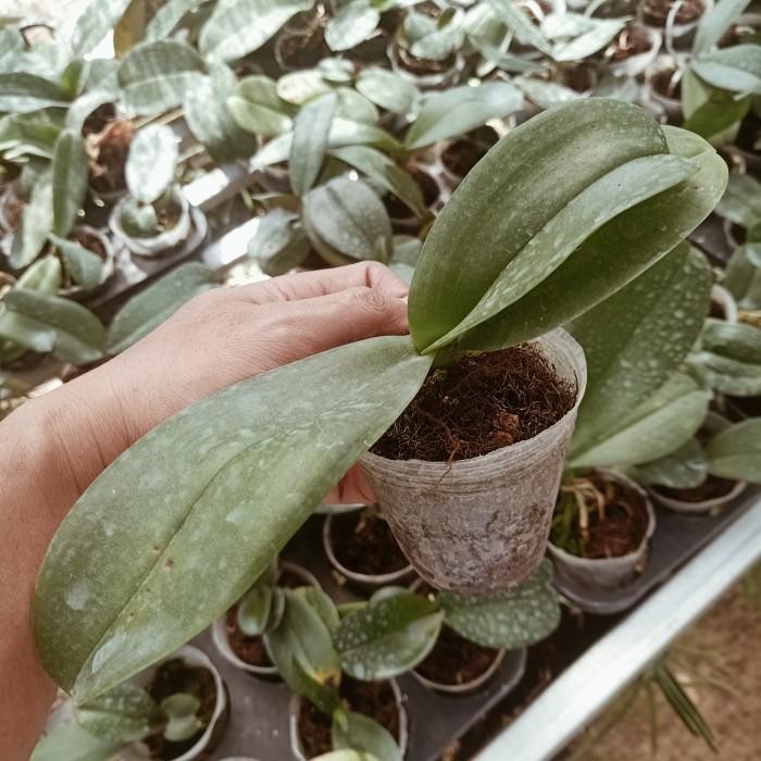 (Allthebest) Remaja Anggrek Bulan Phalaenopsis Hybrid Warna Koleksi Bibit Bunga
