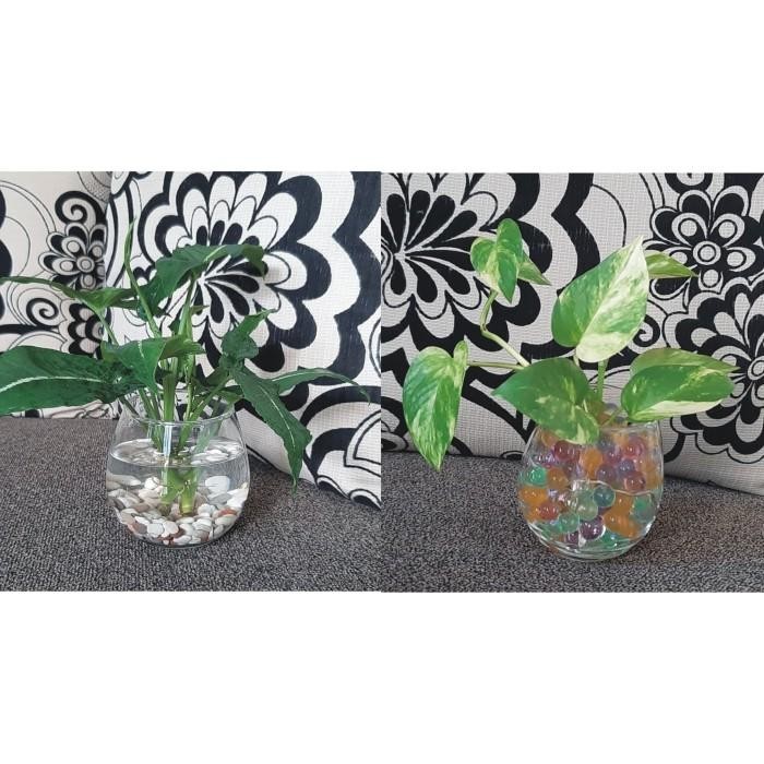 (Allthebest) Tanaman air pot kaca