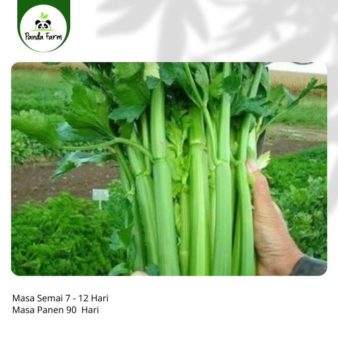 (Allthebest) isi 50 biji benih bibit Seledri Super Import Asia