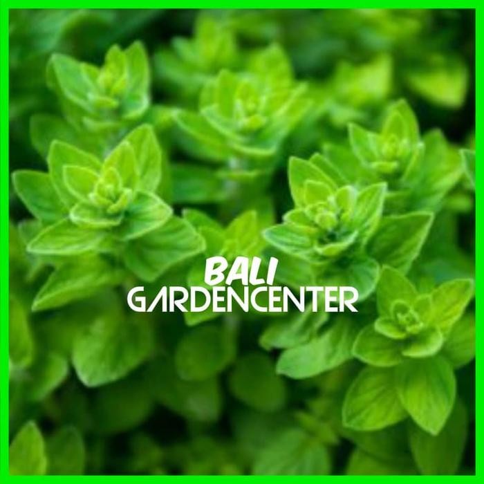 BENIH BIJI HERBAL ITALIAN OREGANO - ITALIAN OREGANO