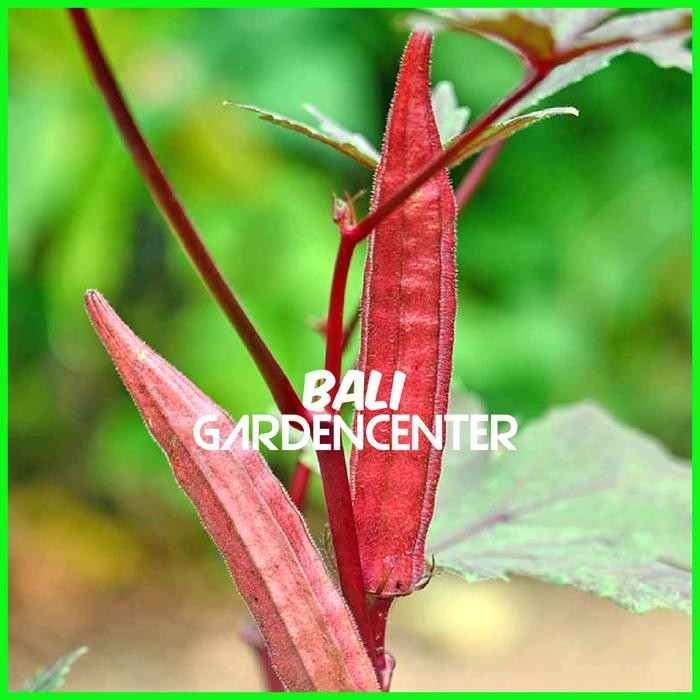 BENIH BIJI OKRA MERAH - RED OKRA