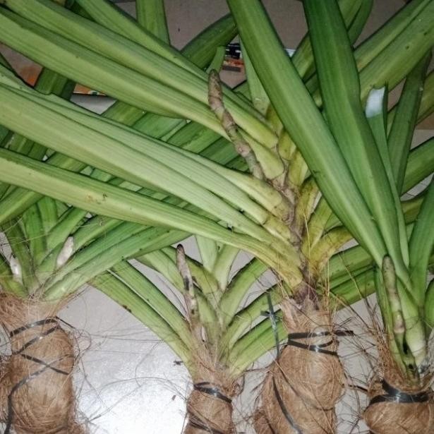 BIBIT TANAMAN BUNGA ANGGREK RETUSA