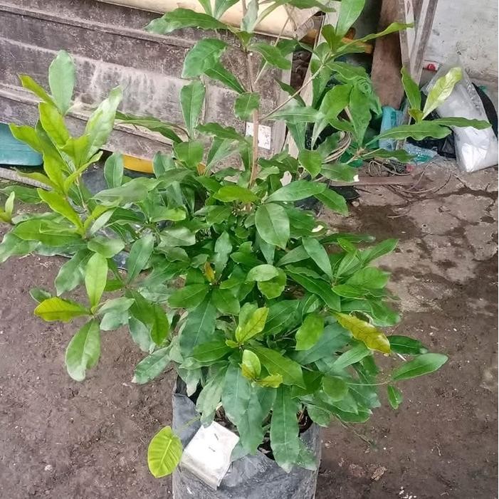 PAKET MENANAM BIBIT MIRACLE FRUIT SUDAH BERBUNGA